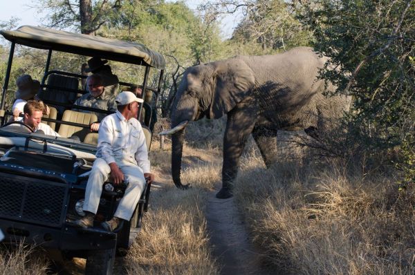 Les meilleures destinations de safari en Afrique à ne pas rater
