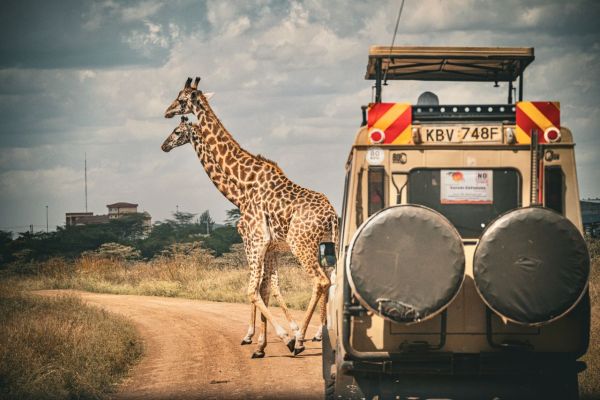 Les meilleures destinations de safari en Afrique à ne pas rater